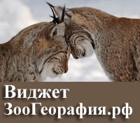 Добавить виджет ЗооГеография.рф на Яндекс