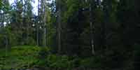 Смешанный лес Приамурья и Уссурийского края