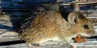 Фото: Азиатская лесная мышь - ареал Бодайбо и окрестности