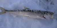 Фото: Азиатская зубастая коpюшка - ареал Рыбы ареала Оленек северная часть верховья