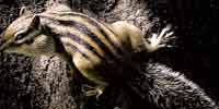 Фото: Азиатский бурундук - ареал Млекопитающие ареала Бодайбо и окрестности