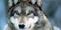 Фото: Волк - ареал Млекопитающие ареала Бодайбо и окрестности