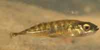 Фото: Девятииглая колюшка - ареал Рыбы ареала Обь устье
