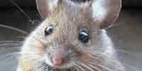 Фото: Домовая мышь - ареал Бодайбо и окрестности