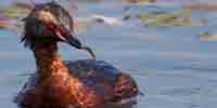 Фото: Красношейная поганка - ареал Птицы ареала Колыма верхнее течение