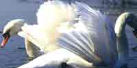 Фото: Лебедь-кликун - ареал Птицы ареала Колыма верхнее течение