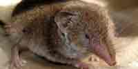 Фото: Малая бурозубка - ареал Млекопитающие ареала Обь устье