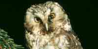 Фото: Мохноногий сыч - ареал Птицы ареала Колыма верхнее течение