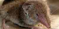 Фото: Обыкновенная бурозубка - ареал Млекопитающие ареала Обь устье