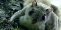 Фото: Обыкновенная летяга - ареал Млекопитающие ареала Бодайбо и окрестности