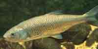 Фото: Обыкновенный елец - ареал Рыбы ареала Яна нижнее течение