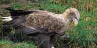 Фото: Орлан-белохвост - ареал Птицы ареала Бодайбо и окрестности