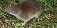 Фото: Плоскочерепная бурозубка - ареал Млекопитающие ареала Бодайбо и окрестности