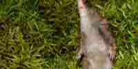 Фото: Равнозубая бурозубка - ареал Млекопитающие ареала Бодайбо и окрестности