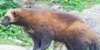 Фото: Росомаха - ареал Млекопитающие ареала Бодайбо и окрестности