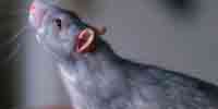 Фото: Серая крыса - ареал Млекопитающие ареала Обь устье