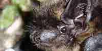 Фото: Северный кожанок - ареал Бодайбо и окрестности