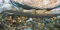 Фото: Сибиpская минога - ареал Рыбы ареала Яна нижнее течение