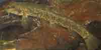 Фото: Сибиpский голец - ареал Яна нижнее течение