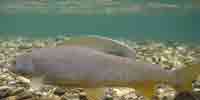 Фото: Сибиpский хаpиус - ареал Рыбы ареала Оленек северная часть верховья