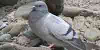 Фото: Скалистый голубь - ареал Бодайбо и окрестности