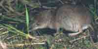 Фото: Средняя бурозубка - ареал Млекопитающие ареала Бодайбо и окрестности