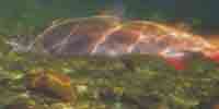 Фото: Таймень обыкновенный - ареал Рыбы ареала Обь устье