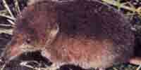 Фото: Темнолапая бурозубка - ареал Млекопитающие ареала Обь устье