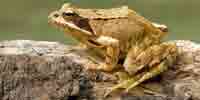 Фото: Травяная лягушка - ареал Земноводные ареала Обь устье