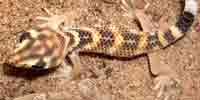 Туркменский геккон