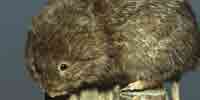 Фото: Узкочерепная полевка - ареал Млекопитающие ареала Обь устье