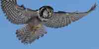 Фото: Ястребиная сова - ареал Верхоянский хребет запад
