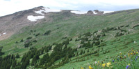 Флора альпийских пастбищ